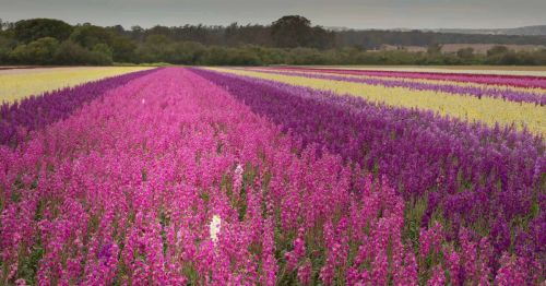 A vibrant field of flowers with rows of pink, purple, and yellow blooms under a cloudy sky.