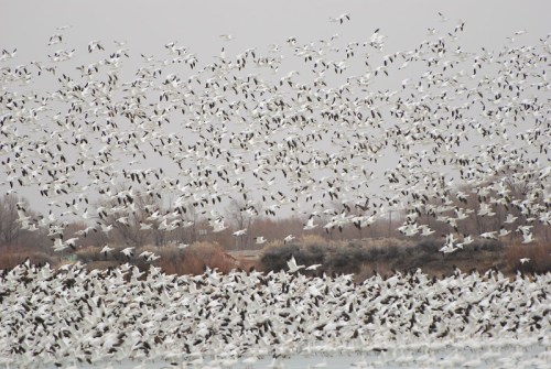 A large flock of white birds takes flight over a gray, cloudy landscape, creating a dynamic, swirling pattern in the sky.