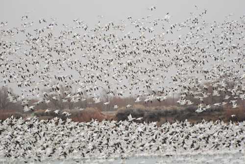 A large flock of white birds takes flight over a gray, cloudy landscape, creating a dynamic, swirling pattern in the sky.