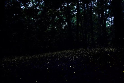 A dark forest illuminated by countless glowing fireflies, creating a magical, twinkling effect on the ground.