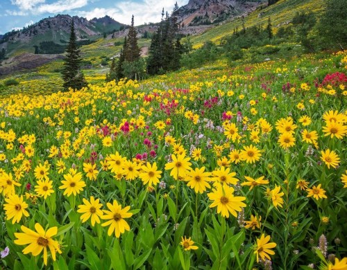 A vibrant field of yellow and pink wildflowers with green foliage, set against a mountainous landscape.