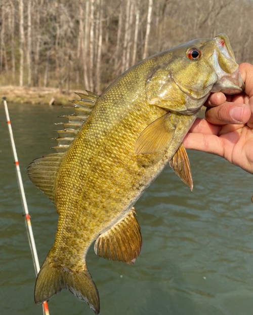 A close-up of a hand holding a large, greenish-brown fish above a river, with trees in the background.