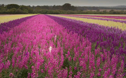 A vibrant field of blooming flowers in shades of pink, purple, and yellow, stretching into the distance under a cloudy sky.