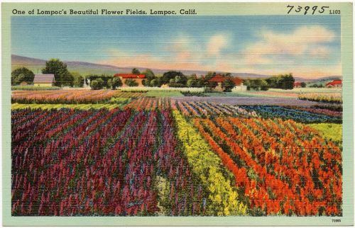 A vibrant landscape of flower fields in Lompoc, California, showcasing rows of colorful blooms under a clear sky.