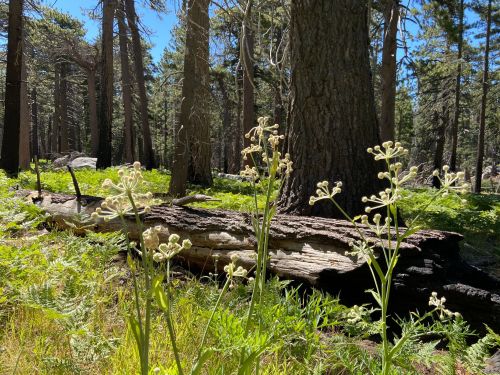 Wildflowers in a forest setting, with tall trees and a fallen log in the background under bright blue skies.