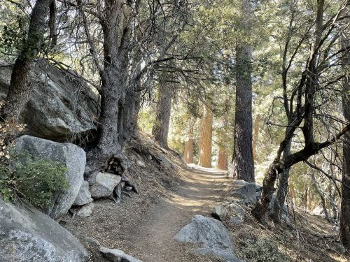 A narrow dirt path winds through a forest of tall trees and rocky terrain, dappled sunlight filtering through the leaves.