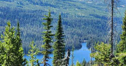 A scenic view of a lush forest with tall trees overlooking a serene blue lake surrounded by mountains.