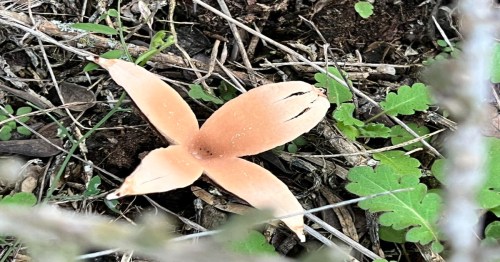 A pale orange flower-like fungus with pointed petals, surrounded by green leaves and earthy debris.
