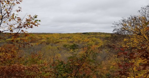 A scenic view of a forest in autumn, showcasing vibrant yellow and orange foliage under a cloudy sky.