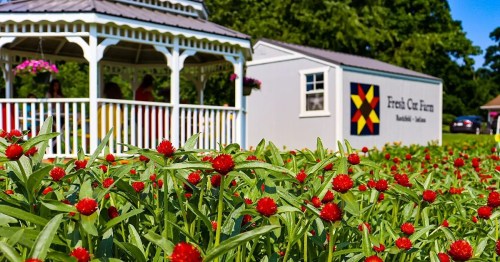 A vibrant field of red flowers in front of a white gazebo and a building with a colorful quilt design.