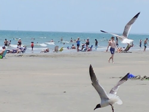 A beach scene with people swimming and sunbathing, while seagulls fly overhead against a blue sky.