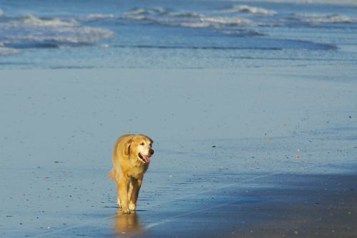 A golden retriever happily walks along a sandy beach with gentle waves in the background.