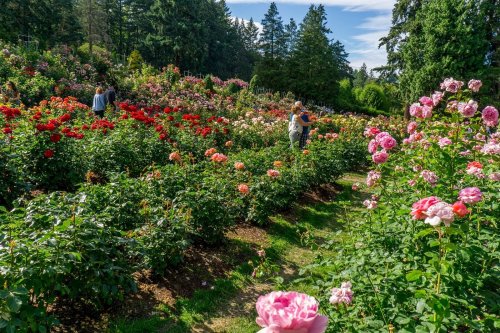 A vibrant rose garden filled with colorful blooms and visitors enjoying the scenery under a clear blue sky.