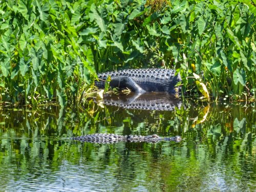 An alligator partially submerged in water, surrounded by lush green vegetation and reflecting in the calm surface.