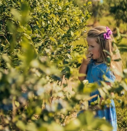A young girl in a blue dress picks berries while standing among green bushes in a sunny field.