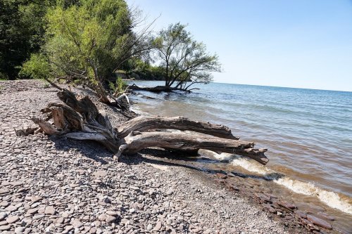 A serene lakeshore scene with driftwood, pebbles, and trees along the water's edge under a clear blue sky.