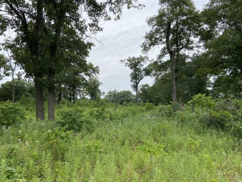 Lush green landscape with tall trees and dense undergrowth under a cloudy sky.