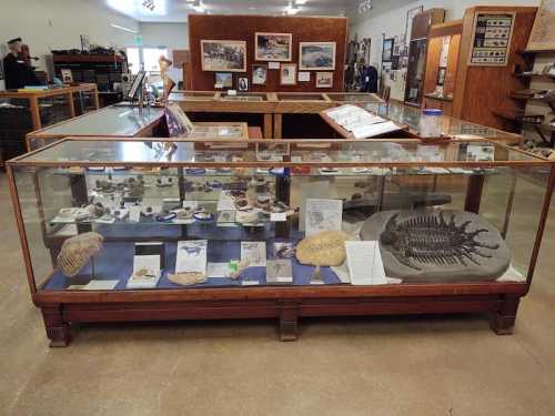 Display case in a museum showcasing various fossils and geological specimens.