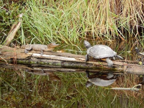 A turtle and a lizard resting on a log by a calm water surface, surrounded by green grass and reflections.