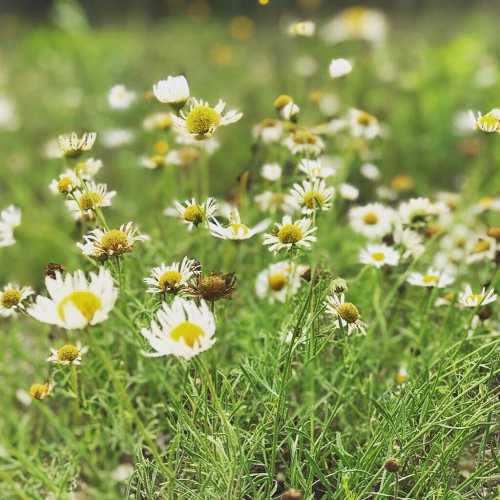 A field of white daisies with yellow centers, surrounded by green grass and a soft, blurred background.