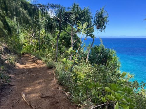 A scenic coastal path lined with lush greenery, leading to a vibrant blue ocean under a clear blue sky.