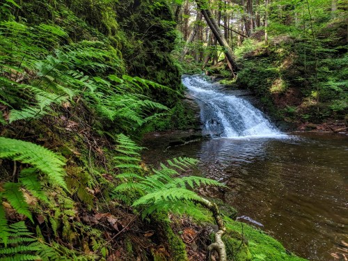 A serene waterfall cascades into a calm pool, surrounded by lush green ferns and dense forest foliage.