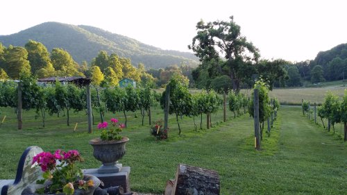 A scenic vineyard with lush green rows of grapevines, colorful flowers, and mountains in the background under a clear sky.