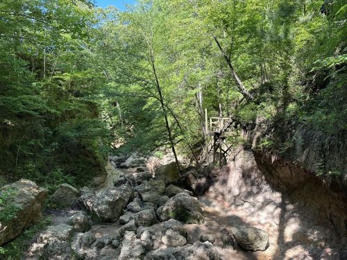A serene forest scene with a rocky creek bed, lush greenery, and a wooden structure in the background.