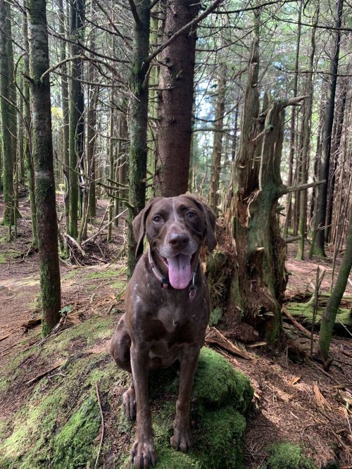 A brown dog sitting on a mossy rock in a dense forest, surrounded by tall trees and greenery.