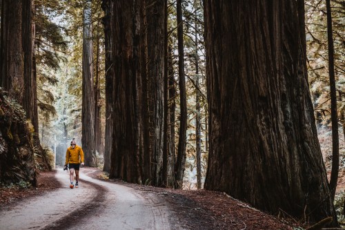 A person in a yellow jacket walks along a winding path between tall redwood trees in a forest.