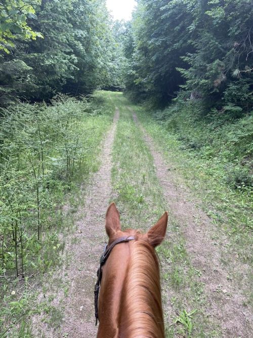 View from atop a horse, looking down a grassy trail surrounded by dense trees.