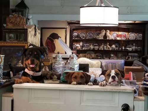 Three dogs peeking over a white fence in a cozy room filled with antiques and decorative items.