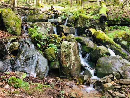 A serene stream flows over moss-covered rocks in a lush, green forest.