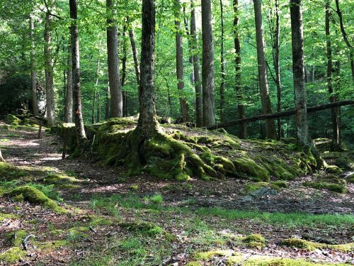A serene forest scene with tall trees, lush green moss covering the ground, and dappled sunlight filtering through the leaves.