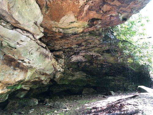 A rocky cave with a textured ceiling, surrounded by greenery and scattered stones on the ground.