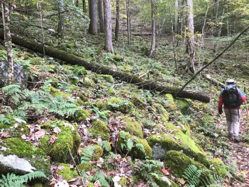 A hiker walks along a mossy trail in a forest, surrounded by trees and ferns, with a fallen log in the background.