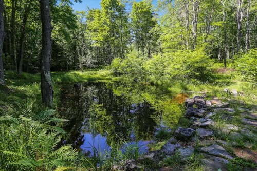 A serene forest scene with a calm pond reflecting trees and greenery, surrounded by rocks and lush vegetation.
