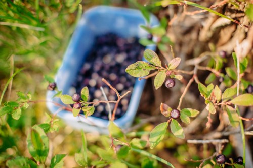A close-up of blueberry plants with ripe berries, next to a blue container filled with harvested blueberries.