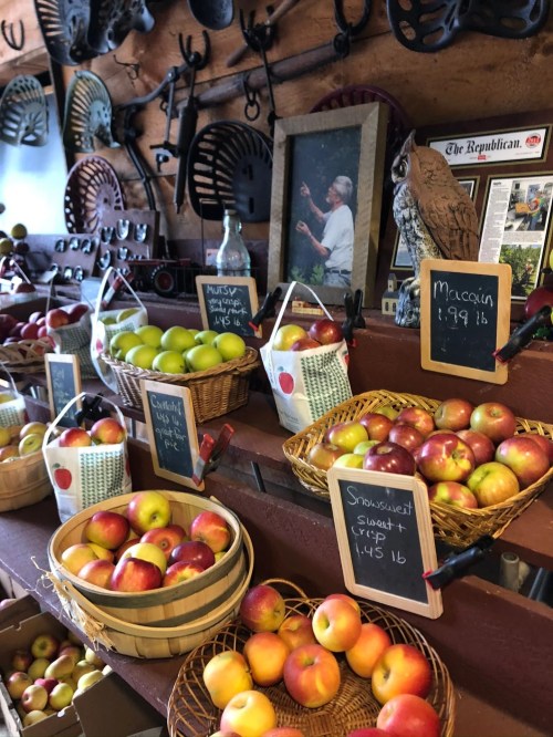Baskets of colorful apples for sale in a rustic shop, with vintage tools and a framed photo in the background.