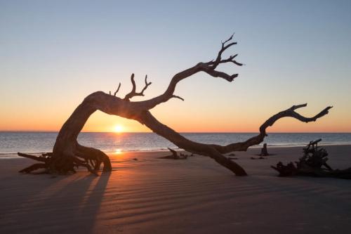 A silhouetted tree branch stretches across a sandy beach at sunset, with vibrant colors reflecting on the water.