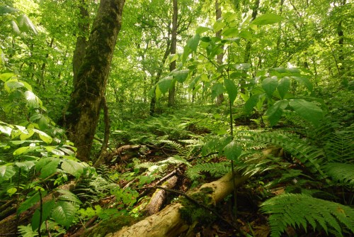 Lush green forest with tall trees, ferns, and fallen logs, creating a vibrant, natural landscape.
