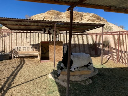 A shaded area with a wooden structure, featuring a cow statue and a real cow on a platform, surrounded by a fence.