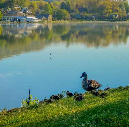 A mother duck and her ducklings on a grassy shore by a calm lake, with reflections of trees and houses in the water.