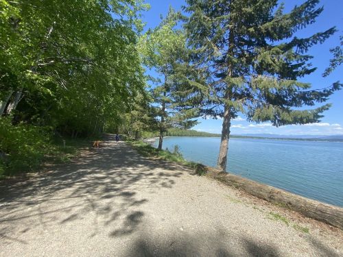 A scenic path lined with trees beside a calm lake under a clear blue sky.