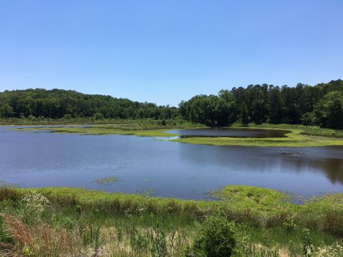 A serene lake surrounded by lush greenery and trees under a clear blue sky.