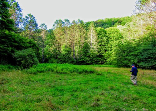 A person walks through a grassy clearing surrounded by lush green trees and hills in a serene forest setting.
