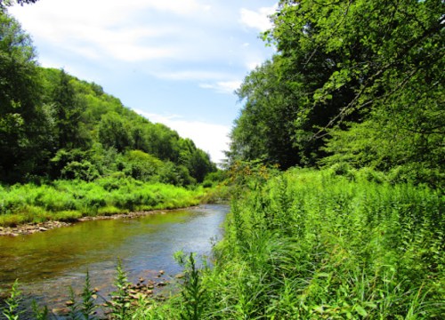 A serene river flows through lush greenery under a bright blue sky, surrounded by trees and vibrant plants.