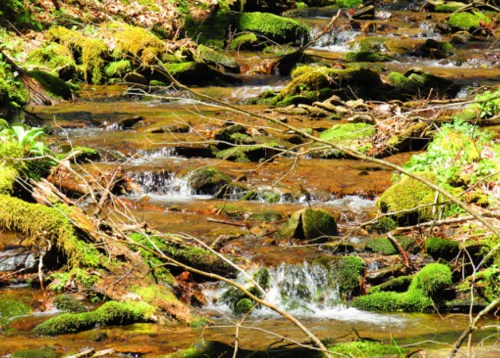 A serene stream flows over moss-covered rocks, surrounded by lush greenery and sunlight filtering through the trees.