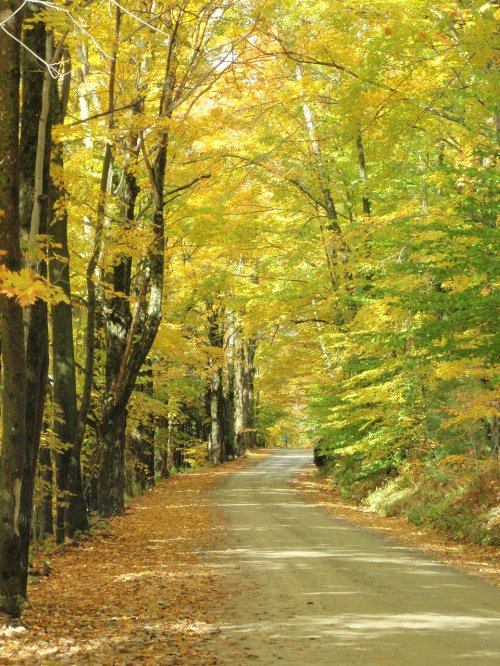 A serene dirt road lined with vibrant autumn trees, their leaves in shades of yellow and green, creating a peaceful scene.