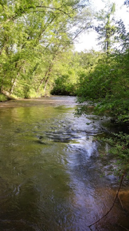 A serene river flows through a lush green forest, reflecting sunlight and surrounded by trees and foliage.